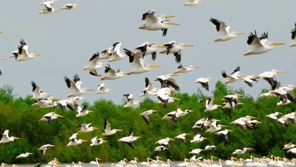 Migratory birds arriving near Sardar Samand Lake in Rajasthan