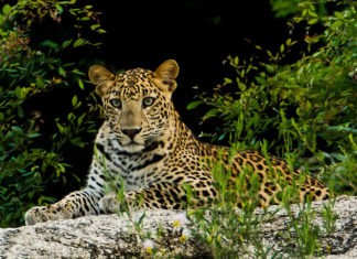 Leopard Safari