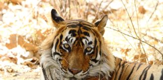 tiger t24