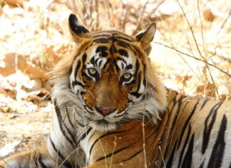 tiger t24
