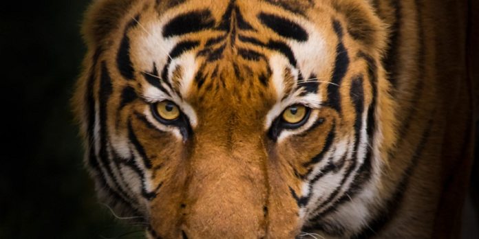 Sumatran Tiger close-up.