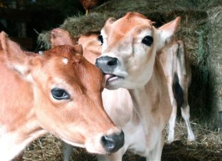 cow