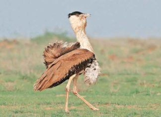 Sorsan to get a Great Indian Bustard breeding centre soon