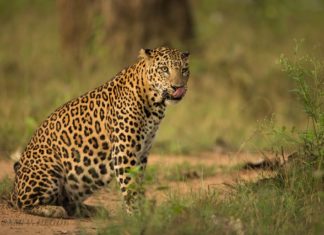 leopard