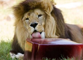 Carnivores are fed with Meat and Fruit Ice creams at Nahargarh Zoological Park.