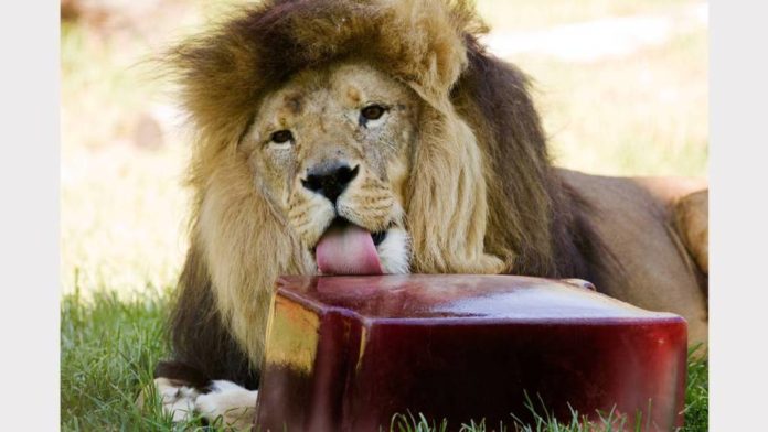 Carnivores are fed with Meat and Fruit Ice creams at Nahargarh Zoological Park.