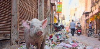 Jaipur Goes Clean: Door-to-Door Garbage Collection in 9 More Wards