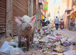 Jaipur Goes Clean: Door-to-Door Garbage Collection in 9 More Wards