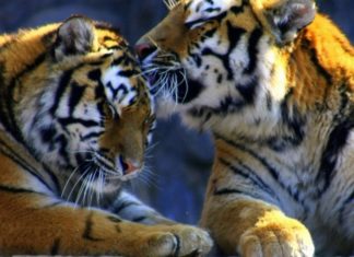 New Visitors at Mukundara Hills: The Furry Tiger Couple