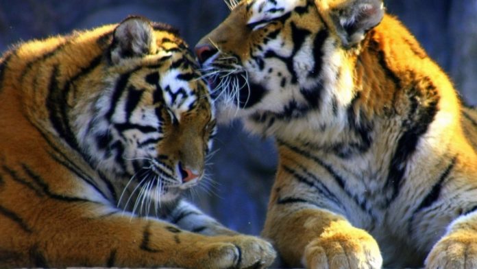 New Visitors at Mukundara Hills: The Furry Tiger Couple