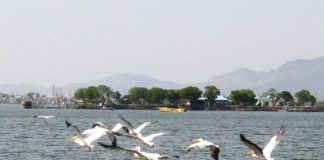Bird Watching at Ana Sagar Lake, Ajmer