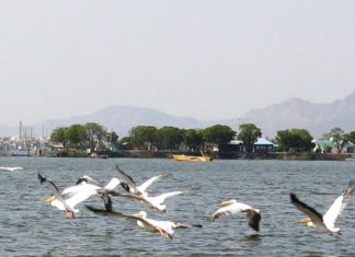 Bird Watching at Ana Sagar Lake, Ajmer