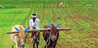 Farmer Working on his field in Rajasthan