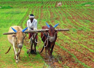 Farmer Working on his field in Rajasthan