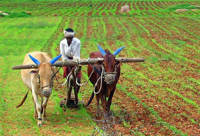 Farmer Working on his field in Rajasthan