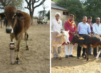 'Krishna Limb' artificial foot made for animals in Jaipur.