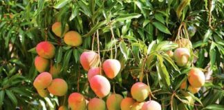 mango-tree-
