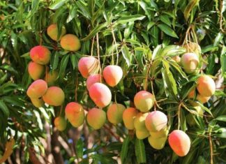 mango-tree-