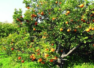Farmers of Mewar are earning millions in cultivating Kinnu