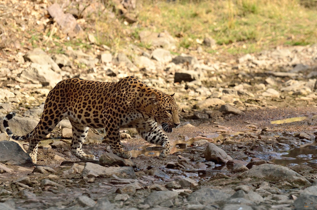 Leopard Safaris in Jhalana Forests
