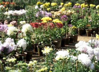 Exhibition of Guldaudi flowers starts at Rajasthan University Guldaudi