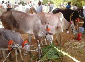 rajasthan
