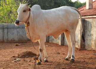 Rajasthan state to stamp and register Nagori Bulls for trading