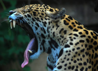 Full Day Leopard Safaris Started at Jhalana Forest Jhalana Leopard Safari
