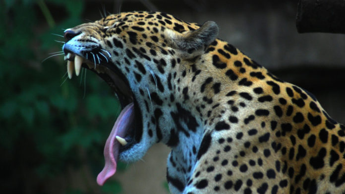 Jhalana Leopard Safari