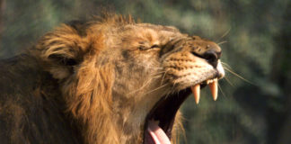 Lion Safari at Nahargarh