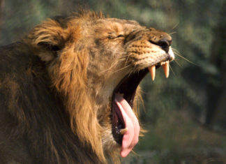 Lion Safari at Nahargarh