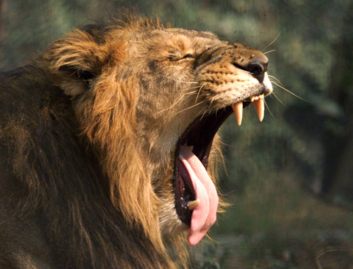 Lion Safari at Nahargarh