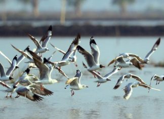 Udaipur Bird Festival 2017 to host Bird Race for the first time Udaipur Bird Festival