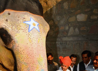 vasundhara-raje-hathi-gaon.