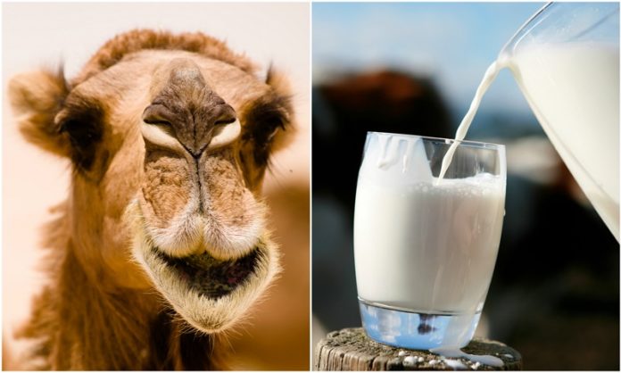 camel-milk