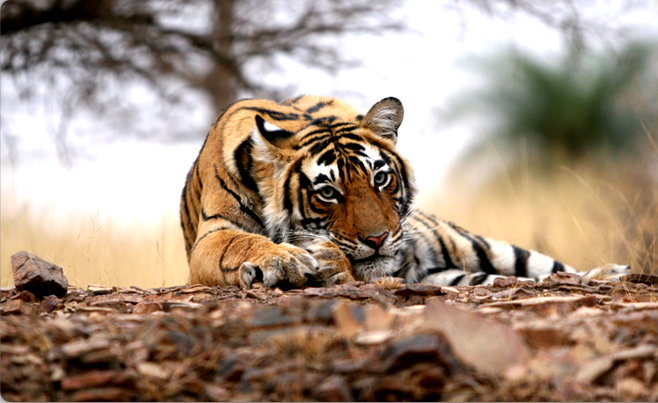Mukundra Tiger Reserve