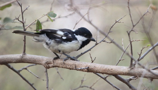 Indian Birding Fair