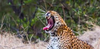 leopard-jhalana