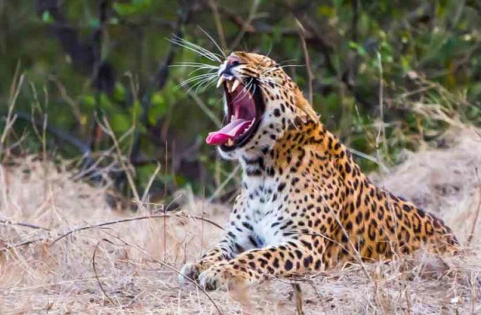 leopard-jhalana