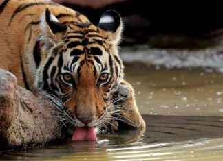 tiger-reserve