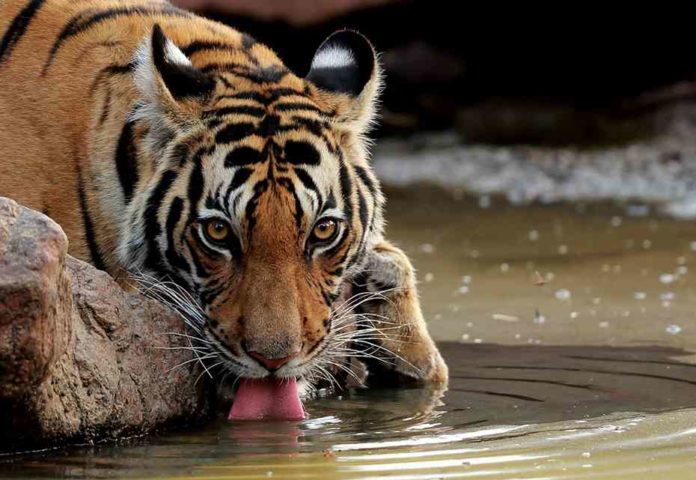 tiger-reserve