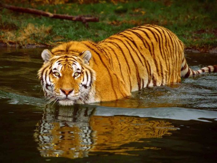 Tiger reserve