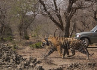 मुकुन्दरा हिल्स नेशनल पार्क में गूंजी बाघ आरटी-91 की दहाड़, सीएम राजे ने जताई खुशी
