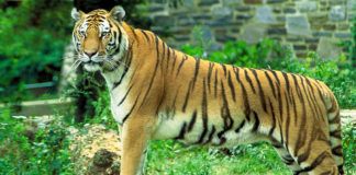 Sariska-Tiger-Reserve