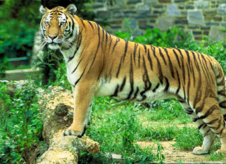 Sariska-Tiger-Reserve
