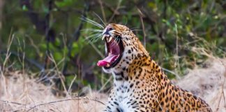 leopard count in Jhalana
