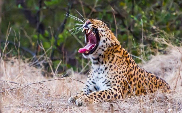 leopard count in Jhalana