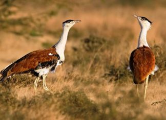 Great-indian-bustard