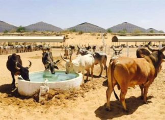 Hingonia Gaushala in Rajasthan Soon to Start Bull Safari for Visitors