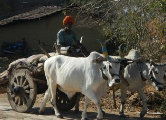 Rajasthan plans Cow Safari on bullock cart; Know the details Rajasthan